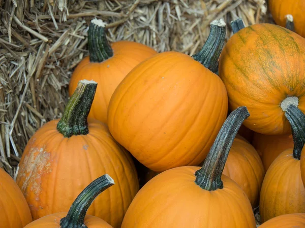 Calabazas en Alemania —  Fotos de Stock