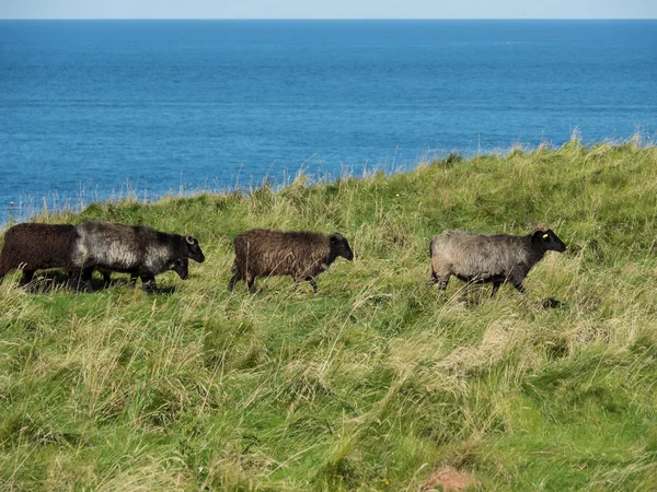 La Isla de helgoland — Foto de Stock