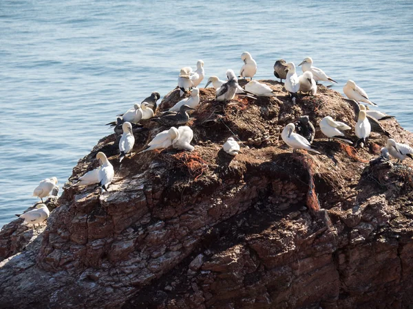 A ilha de helgoland — Fotografia de Stock