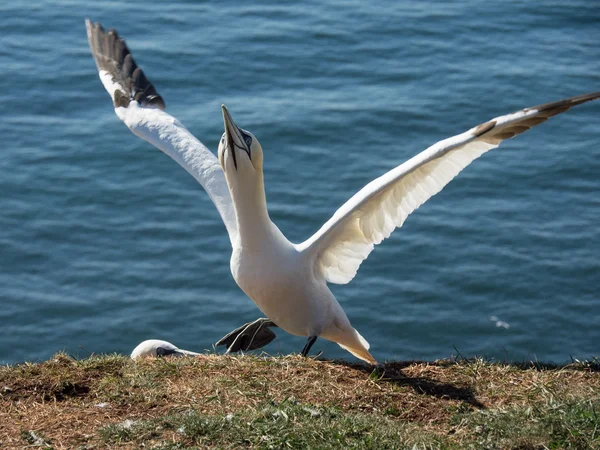 Η νήσος Helgoland — Φωτογραφία Αρχείου