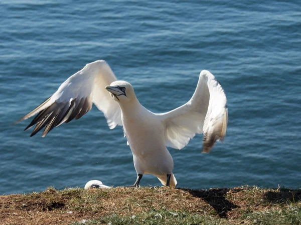 Η νήσος Helgoland — Φωτογραφία Αρχείου