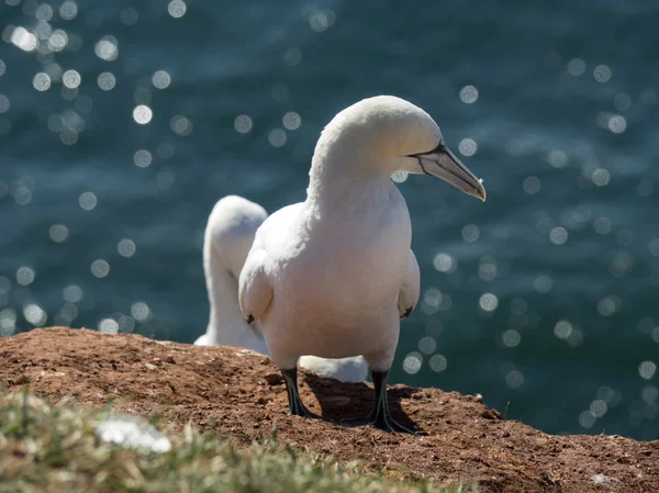 The Island of helgoland — Stock Photo, Image