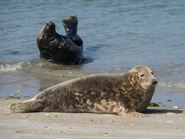 A ilha de helgoland — Fotografia de Stock