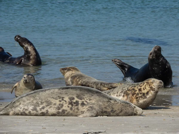 Het eiland Helgoland — Stockfoto