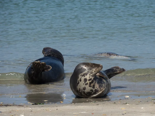 Η νήσος Helgoland — Φωτογραφία Αρχείου