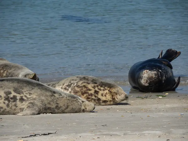 Het eiland Helgoland — Stockfoto