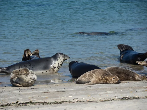 A ilha de helgoland — Fotografia de Stock