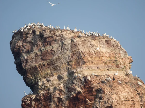 La Isla de helgoland —  Fotos de Stock