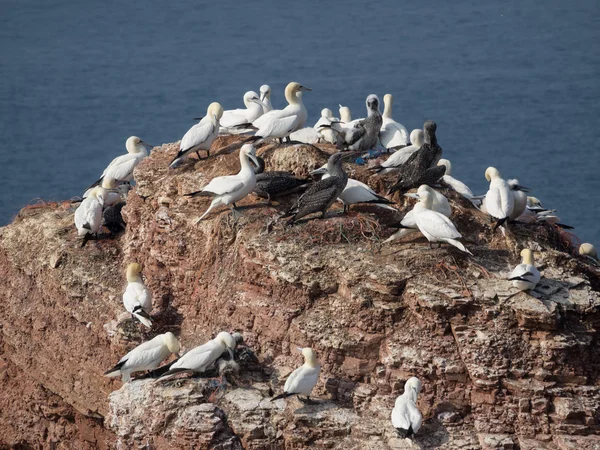 A ilha de helgoland — Fotografia de Stock