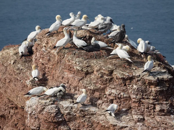 Die Insel Helgoland — Stockfoto