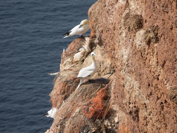 Helgoland Adası.