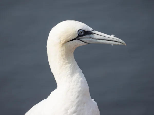 Ön Helgoland — Stockfoto