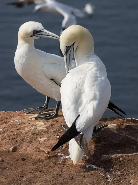 Die Insel Helgoland — Stockfoto