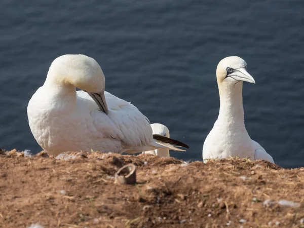 A ilha de helgoland — Fotografia de Stock