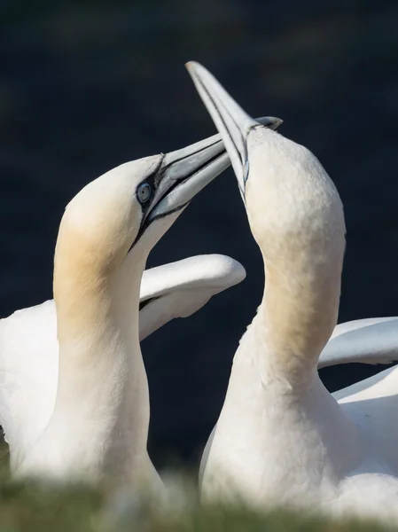 Die Insel Helgoland — Stockfoto