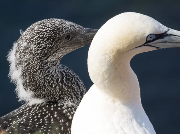 Die Insel Helgoland — Stockfoto