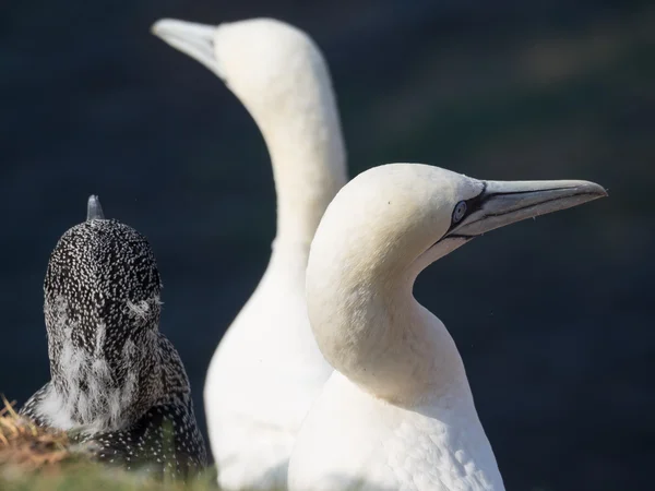 La Isla de helgoland — Foto de Stock