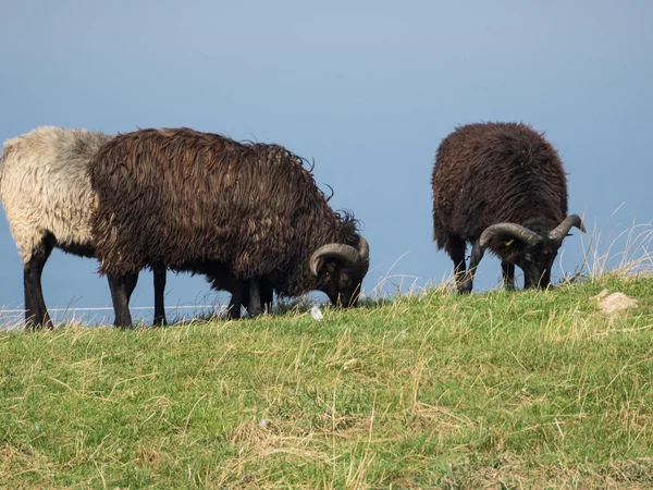 La Isla de helgoland — Foto de Stock