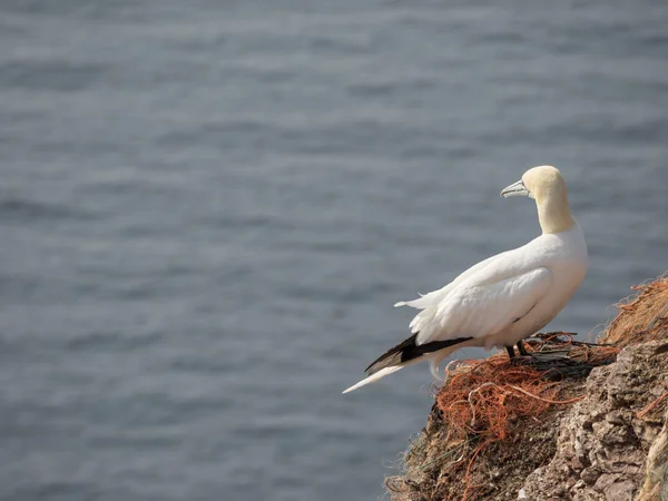 Die Insel Helgoland — Stockfoto