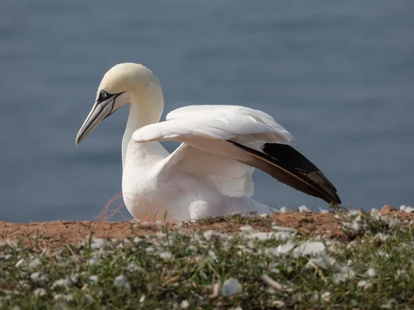 L'île d'Helgoland — Photo