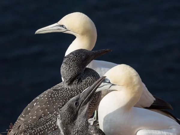 Die Insel Helgoland — Stockfoto