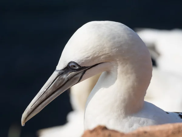 Die Insel Helgoland — Stockfoto