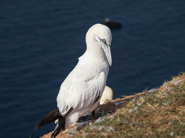 Die Insel Helgoland — Stockfoto