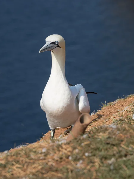 A ilha de helgoland — Fotografia de Stock