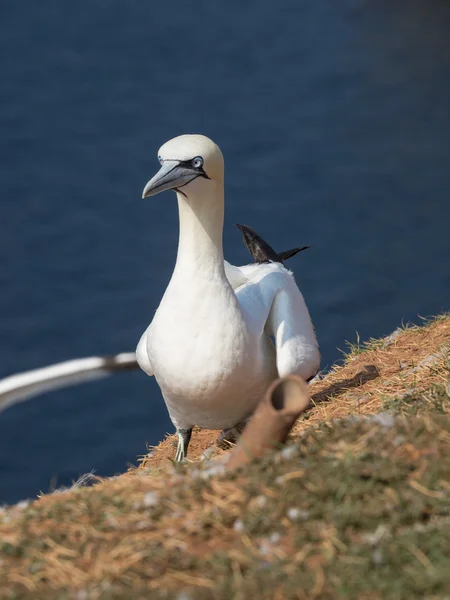 L'Isola di Helgoland — Foto Stock