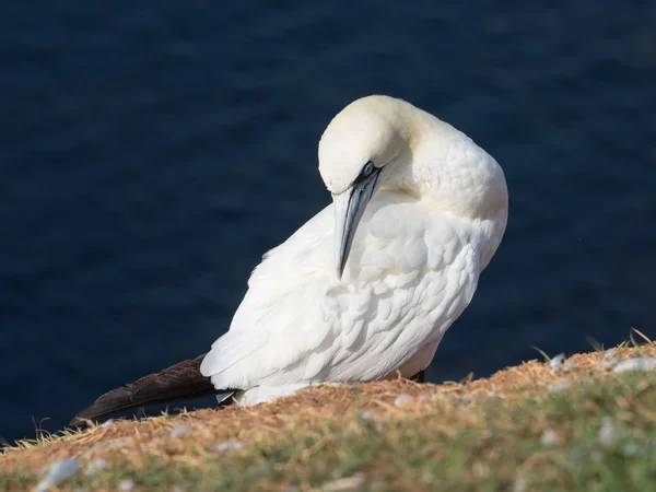 Die Insel Helgoland — Stockfoto