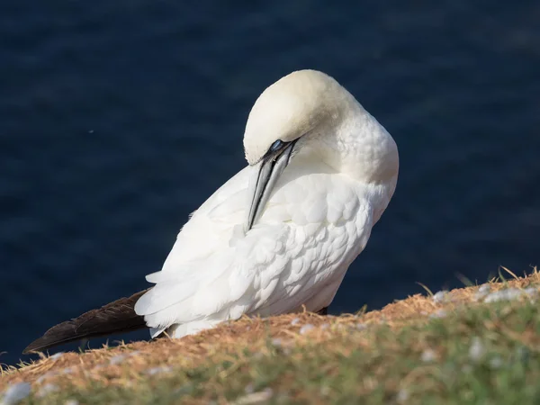 Ön Helgoland — Stockfoto