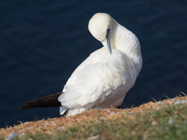 Ön Helgoland — Stockfoto