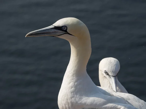 Die Insel Helgoland — Stockfoto