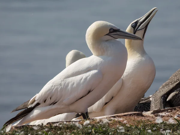 Die Insel Helgoland — Stockfoto