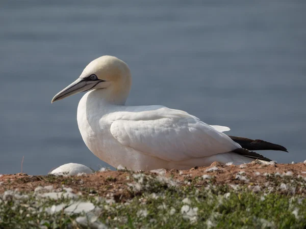 Pássaros na ilha de Helgoland — Fotografia de Stock