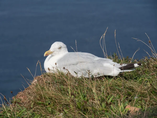 Die Insel Helgoland — Stockfoto