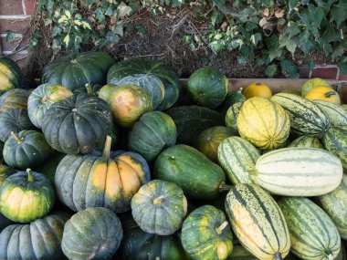 Almanya'da birçok kabak