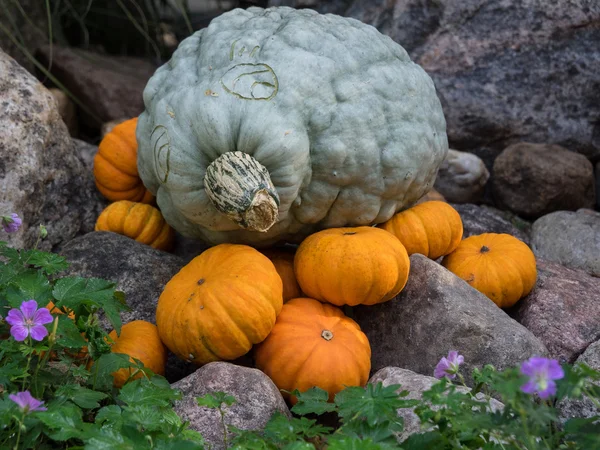 Beaucoup de citrouilles en Allemagne — Photo