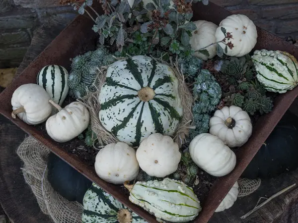 Molte zucche in Germania — Foto Stock