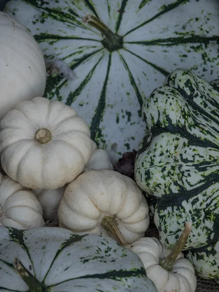 Molte zucche in Germania — Foto Stock