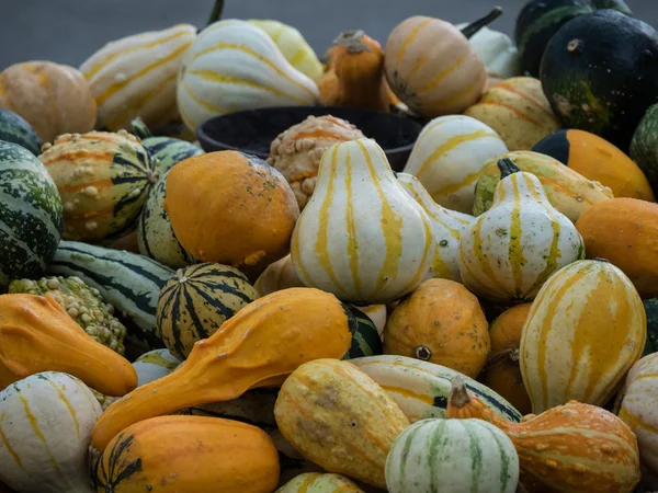 Molte zucche in Germania — Foto Stock