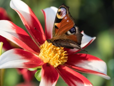 Yıldızçiçekleri Almanya