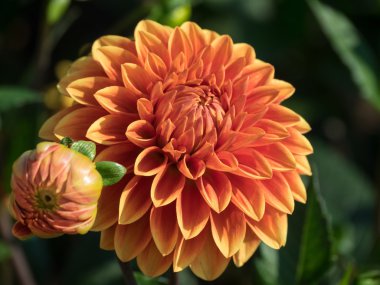 Yıldızçiçekleri Almanya