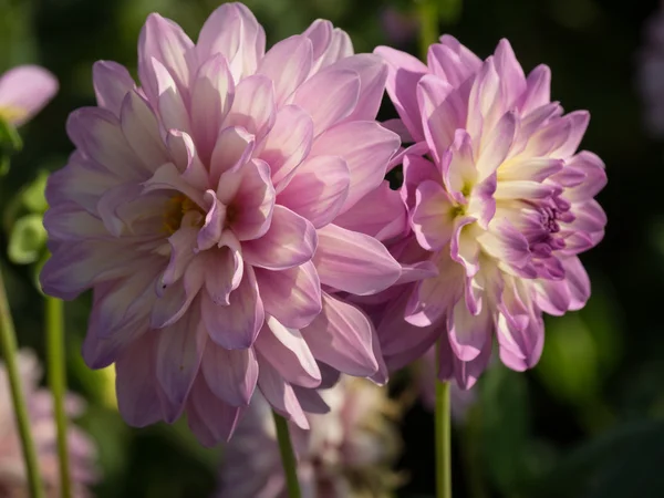 Dahlias in the muensterland — Stock Photo, Image