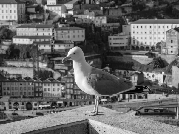 Porto Douro Portugal — Stockfoto