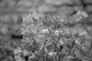 Talin ve Aziz Petersburg Baltık Denizi 'nde