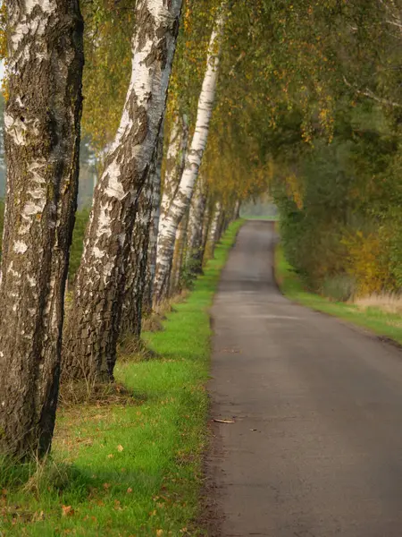 Herfst Het Duitse Muensterland — Stockfoto