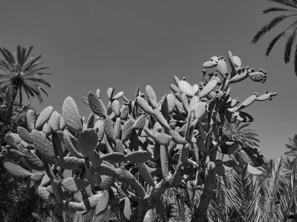 シチリア島のパレルモは — ストック写真
