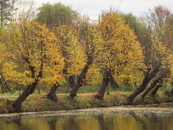 秋天在德国的Muensterland — 图库照片