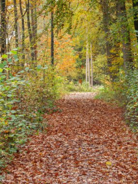 Alman Muensterland 'inde sonbahar zamanı